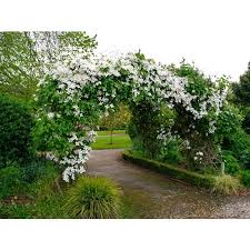 They are one of the most popular climbing plants for the garden. Clematis Montana Rubens Alba 140mm