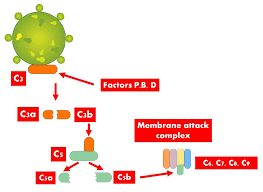 Image result for Complement Pathway