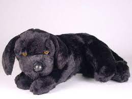 Lucky Labrador Retriever Labrador Retriever Labrador Retriever Puppies Labrador