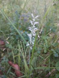 Image result for Dinebra