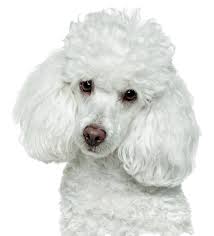 Here are some from nearby areas. Toy Pomeranian For Sale Craigslist Novocom Top