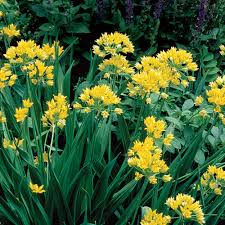Once the flowers have faded leave them on the plant to grow allium from seed leave the flowerheads on the plant and collect the ripe seed and sow it straight away. Alliums All Season Long Finegardening
