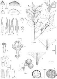 Image result for Polyceratocarpus gossweileri