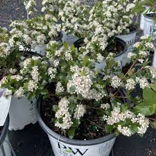 Image result for Monochoria africana