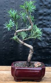 Image result for Podocarpus