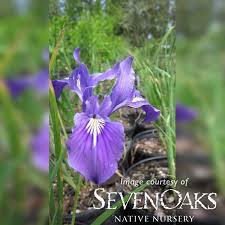 Image result for Obetia tenax