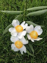 Pin On Flowers