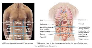 1024 x 1083 jpeg 485 кб. Language Of Anatomy Abdominopelvic Quadrants Regions Flashcards Chegg Com