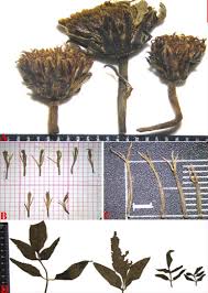 Image result for Bidens pilosa