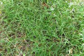 Image result for Paspalum conjugatum