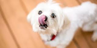 Why Your Maltese Constantly Licks Paws And Learn