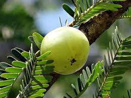 17 Effective Home Remedies For Schizophrenia Ayurvedic Herbs Prevent Grey Hair Amla