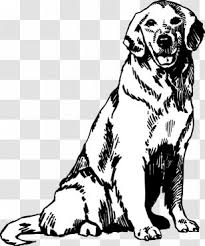 Golden Retriever Puppy Coloring Book Colouring Pages Organism Transparent Png