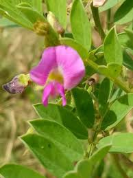 Image result for Tephrosia paniculata