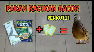 Pastikan anda menyesuikan pemberian pakan dengan kebutuhan burung perkutut sebagai cara supaya perkutut cepat bertelur. Cara Membuat Pakan Racikan Gacor Perkutut Youtube