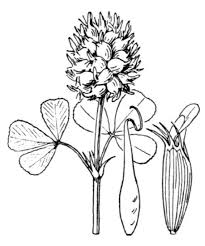 Image result for Trifolium spumosum