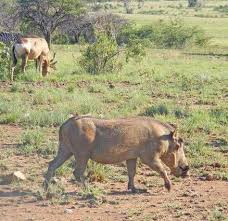 Compre o livro «pest & predator control» de basc em wook.pt. Lesen Sie Namibian Hunting Quotas Cut 80 Due To Drought Online