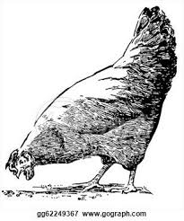 Black And White Hen A Black And White Version Of A Hen Eating Pallets From The Ground Gg62249367 Jpg 309 370 Chicken Pictures Black And White Chickens Chicken Art