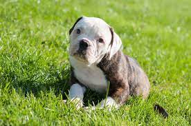 The american bulldog is powerful, confident, and agile. French Vs American Bulldogs Differences And What S Best For You Any Bulldog