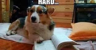 Funny Animals With Captions