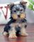 Yorkie Silky Terrier