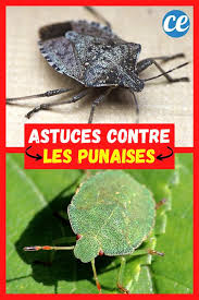 Traitement préventif des punaises de lit. 17 Astuces Efficaces Pour Se Debarrasser Des Punaises Facilement