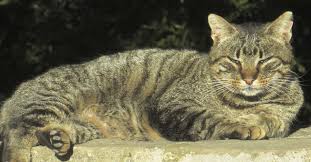 zoopsiholog nazval pyat psihotipov koshek kakoj iz nih u vashego pitomca pikabu