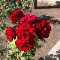 Cannot wait to visit again. El Paso Rose Garden Garden