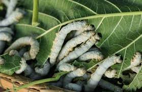 A silkworm may become sick if it is not properly fed. Breeding And Raising Silkworms Pet Care Advisors