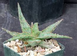 Image result for Aloe mossurilensis