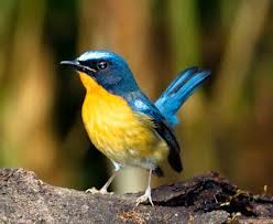 We did not find results for: Harga Burung Tledekan Terbaru Agustus 2020