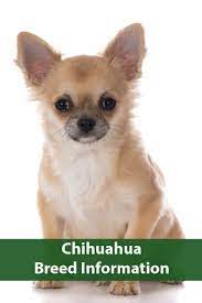 Chihuahua Breed Information Chihuahua Breeds Chihuahua Dog Breeds Pictures