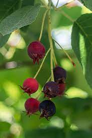 Kleine, blaue beeren mit superkräften. 12 Straucher Mit Roten Beeren Freudengarten