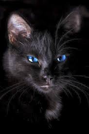 Kittens Funny Cat Faces Cute Black Kitten Kittens Cutest