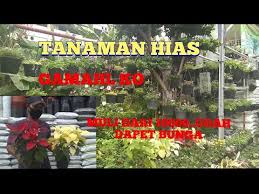 Penjualan bunga potong kami menggunakan sistem kodi dan ikat, dimana satu kodi adalah 20 tangkai dan 1 ikat adalah 10 tangkai. Survey Harga Tanaman Hias Bunga Mawar Sakura Dll Youtube