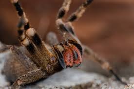 Phoneutria is a genus of spiders in the family ctenidae of potential medical significance to humans. Phoneutria Nigriventer Wikipedia