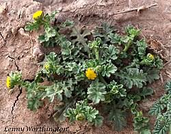 Image result for Grangea anthemoides