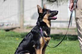 This does not mean training needs to. What Is The Best Age To Start Puppy Training Valor K9 Academy