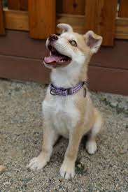 Copy of 2022 Spring PAW PRINTS