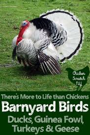 Guinea Fowl Birds That Look Like Turkeys Barnyard Birds There S More To Life Than Chickens Urban Chicken Farming Raising Turkeys Raising Farm Animals