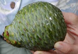 Image result for Agathis