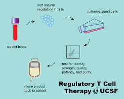 Animal models for cell therapies. What Is Regulatory T Cell Therapy Gmp Regulatory T Cell Therapy Manufacturing At Ucsf