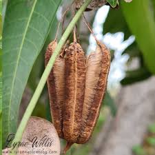 Image result for Aristolochia triactina