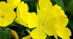 Kakvo E Sinuzit I Kak Da Go Lekuvame Bulvit Evening Primrose Oil Uses Evening Primrose Evening Primrose Oil
