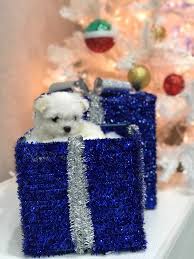 It is estimated that the average cost of a teacup maltese puppy is $2250 and the lowest price quoted till now is $700. Milky Tiny Teacup Maltese Tiny Paws