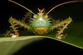 We did not find results for: Awesome Ears The Weird World Of Insect Hearing Scientific American