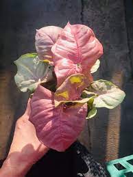 Rare Pink Allusion Arrowhead Vine Rare Plants Trendy Etsy Rare Plants Pink Plant House Plants