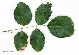 Image result for Pterocarpus rotundifolius