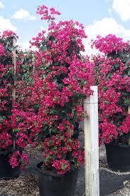 Pin On Climbing Plants