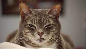 Kucing adalah haiwan yang cukup comel. Pelik Kucing Tiba Tiba Jadi Agresif Marah Tak Tentu Hala Ini Sebabnya I Suke Mstar